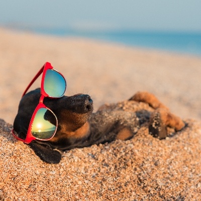Honeymoon News: Taking your pet on holiday – 10 tips to make the trip easier