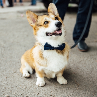 Wedding News: The do's and don'ts of having pets at weddings