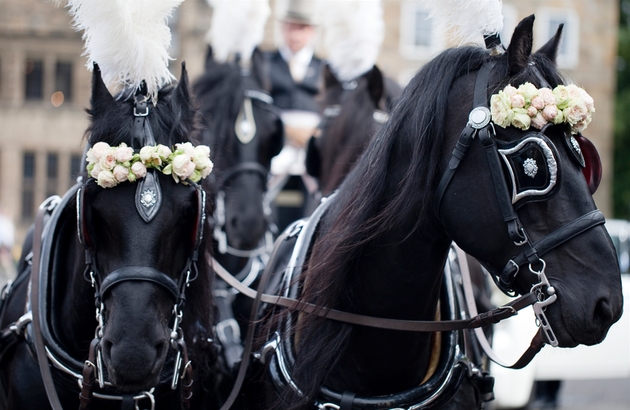 Two black horses pull a wedding carriage