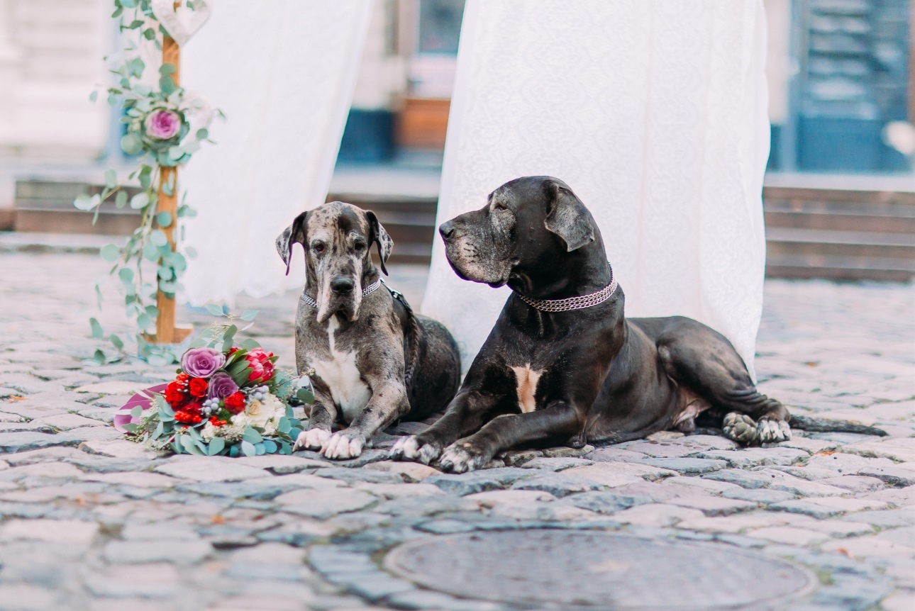 two large great danes at wedding 